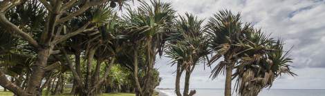 ...Photo HDR de palmiers aux racines apparentes au bord de l’océan Indien à la Réunion....