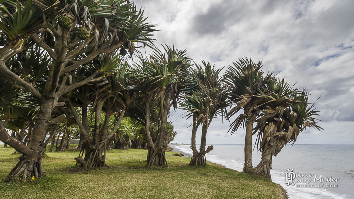 Palmiers aux racines apparentes au bord de l'océan Indien à la Réunion