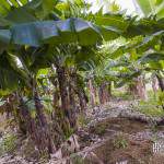 Plantation de culture de banane à la Réunion