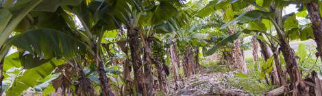 ...Plantation de culture de banane à la Réunion...
