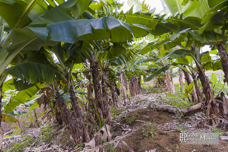 Plantation de culture de banane à la Réunion