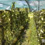 Plantation de vanillier pour la culture de la vanille à la Réunion