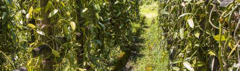 ...Plantation de vanillier pour la culture de la vanille à la Réunion...