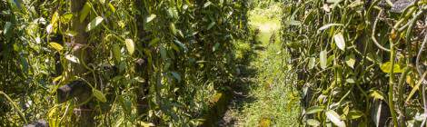 ...Plantation de vanillier pour la culture de la vanille à la Réunion...