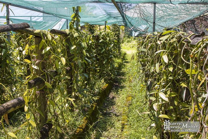 Plantation de vanillier pour la culture de la vanille à la Réunion