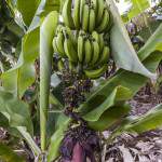 Régine de bananes sur un bananier à la Réunion