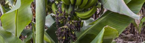 ...Régine de bananes et sa fleur sur un bananier à la Réunion...