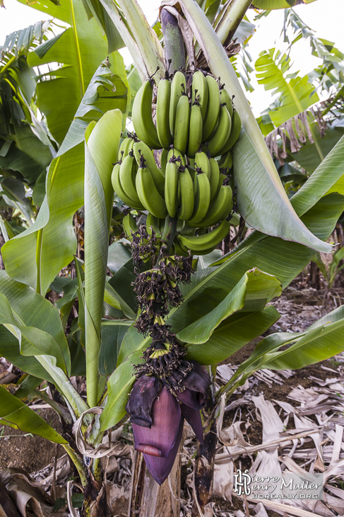 Régine de bananes sur un bananier à la Réunion