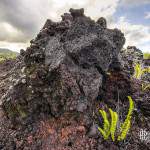 Rocher volcanique et végétation en TTHDR à la Réunion