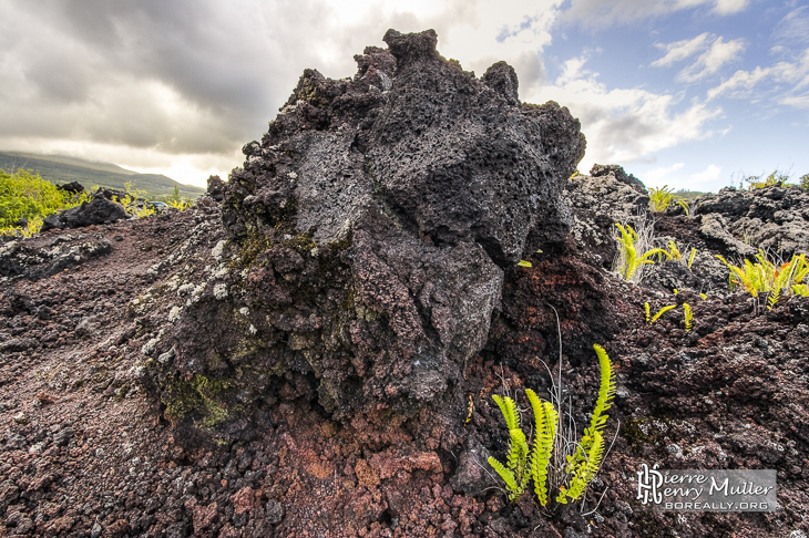 Rocher volcanique et végétation en TTHDR à la Réunion