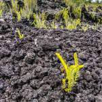 Végétation poussant sur une coulée de lave à la Réunion