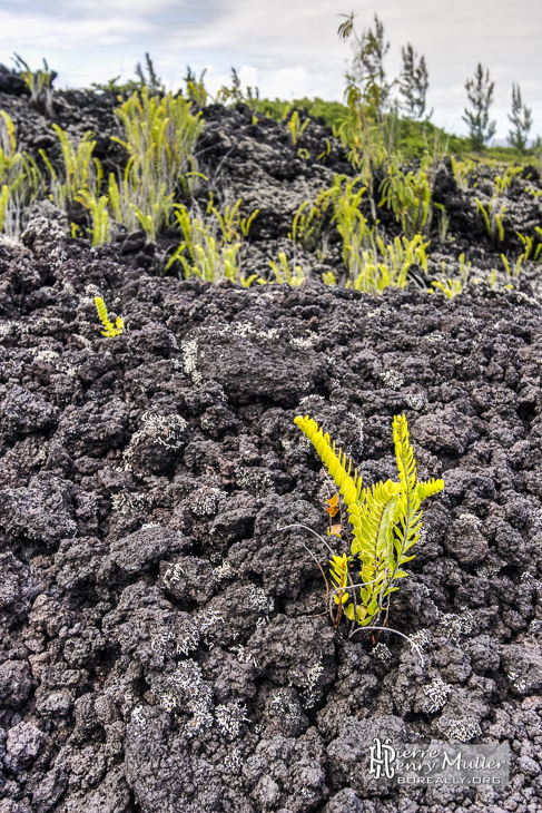 Végétation poussant sur une coulée de lave à la Réunion