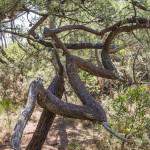Arbre en dent de scie dans la forêt des Landes