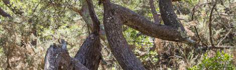 ...Pin des Landes avec son tronc d&rsquo;arbre en dent de scie....