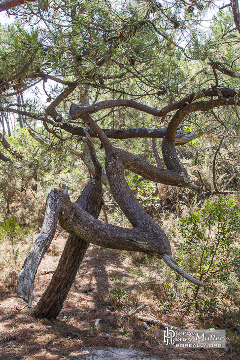 Arbre en dent de scie dans la forêt des Landes