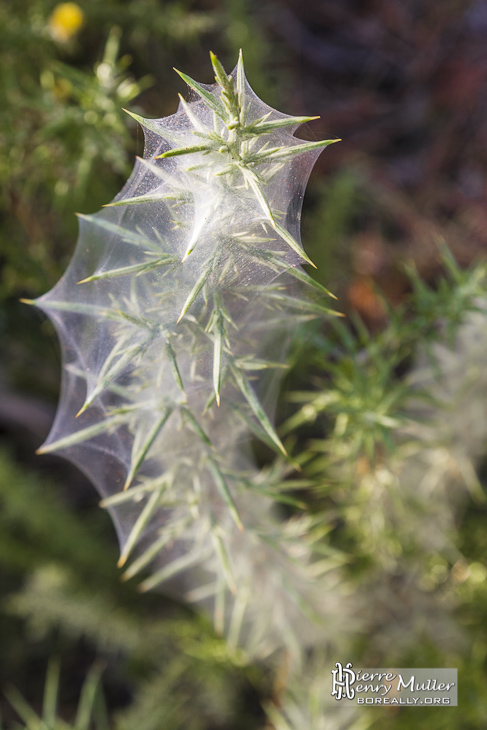 Cocon de chenilles dans la forêt des Landes