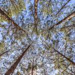 Contre plongée de la forêt des Landes en TTHDR