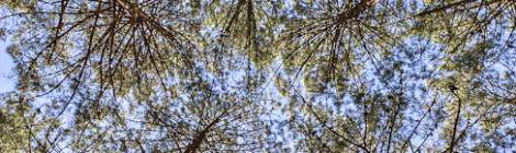 ...Vue en contre plong&eacute;e vers la cime des arbres de la for&ecirc;t des Landes en TTHDR....