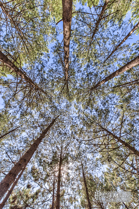 Contre plongée de la forêt des Landes en TTHDR