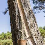 Entaille dans un pin des Landes pour la récolte de la sève