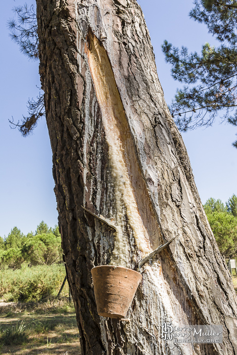 Entaille dans un pin des Landes pour la récolte de la sève