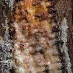 Gemme ou résine de pin coulant lentement dans la care de l'arbre