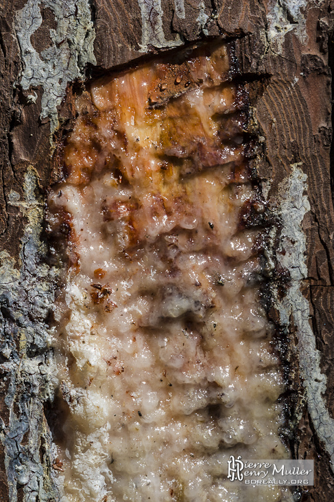 Gemme ou résine de pin coulant lentement dans la care de l'arbre