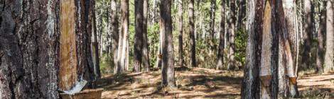 ...Cette parcelle de la forêt des Landes est exploitée pour la sève des pins par les cares faites dans leurs troncs et récolté dans des pots de terre cuite....