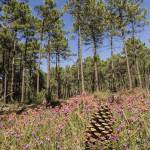 Pomme de Pin au milieu de la forêt des Landes