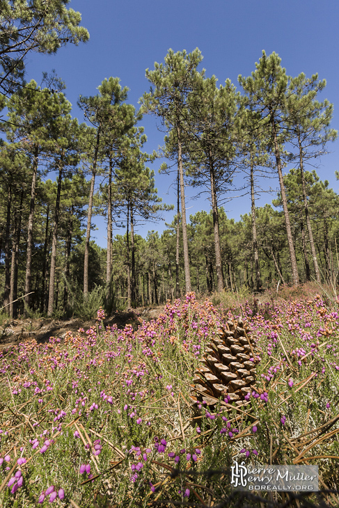 Pomme de Pin au milieu de la forêt des Landes