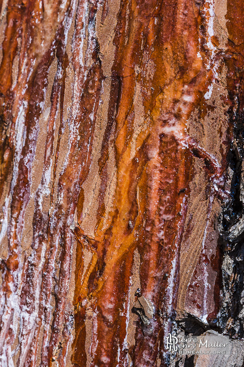 Proxyphoto d'un tronc de pin avec résine