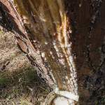 Résine de pin s'écoulant lentement de la care pour être récolté dans le pot
