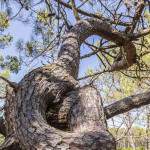 Tronc d'arbre avec un nœud dans la forêt des Landes