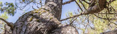 ...Tronc d&rsquo;arbre avec un n&oelig;ud dans la for&ecirc;t des Landes...