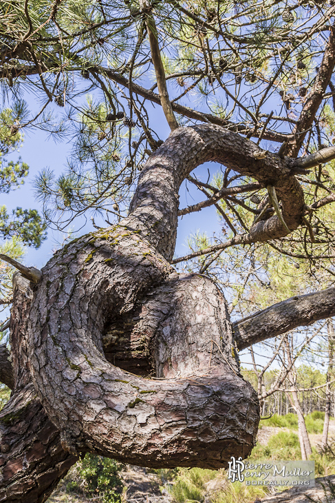 Tronc d'arbre avec un nœud dans la forêt des Landes