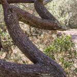 Tronc d'arbre tordu en forme de dents de scie