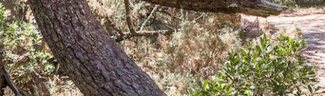...Dans la for&ecirc;t des Landes &agrave; proximit&eacute; de Mimizan on trouve certains arbres compl&egrave;tement tordus, ici la forme en dents de scie avec des angles tr&egrave;s ferm&eacute;s est impressionnante....