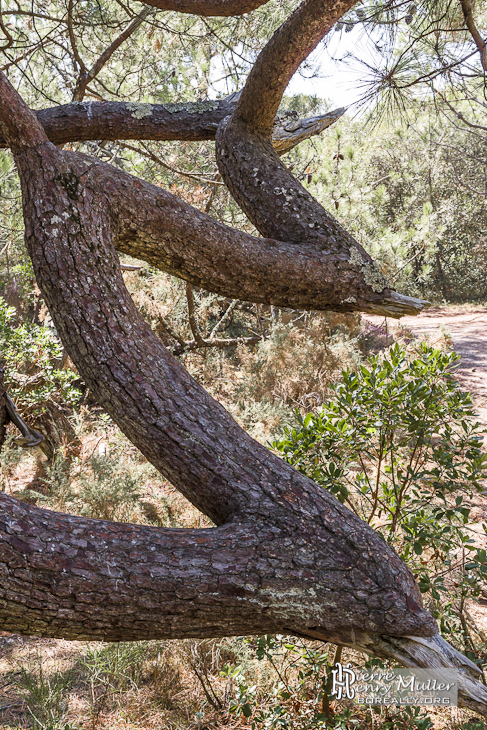 Tronc d'arbre tordu en forme de dents de scie