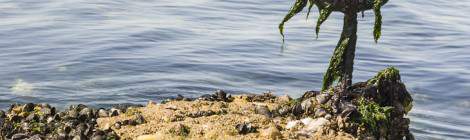 ...A la fin du chemin, un anneau d’amarrage recouvert d’algue ainsi qu’un par terre de coquillages attend d’éventuels bateaux....
