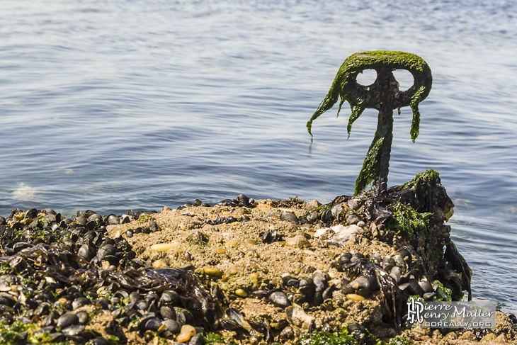 Anneau d'amarrage, algues et coquillage