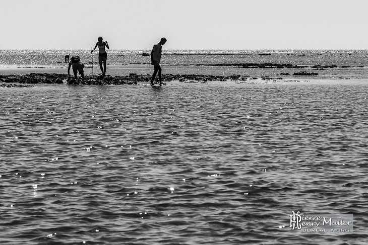 Pêcheurs à pieds sur le plateau de Cordouan